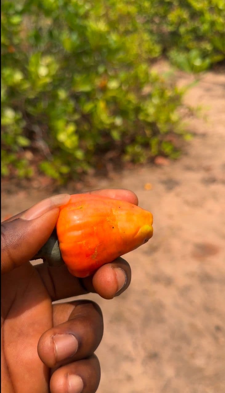 Ginakev Farms Gallery Image 1