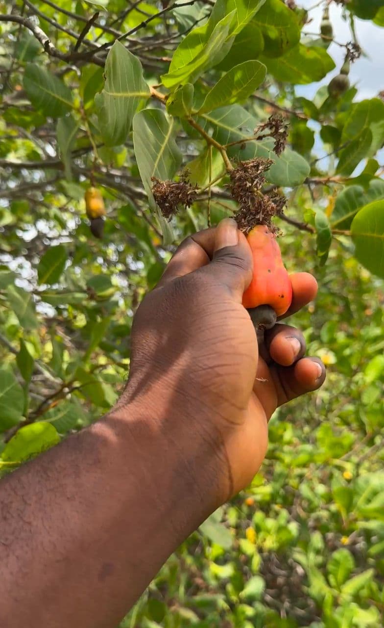 Ginakev Farms Gallery Image 2