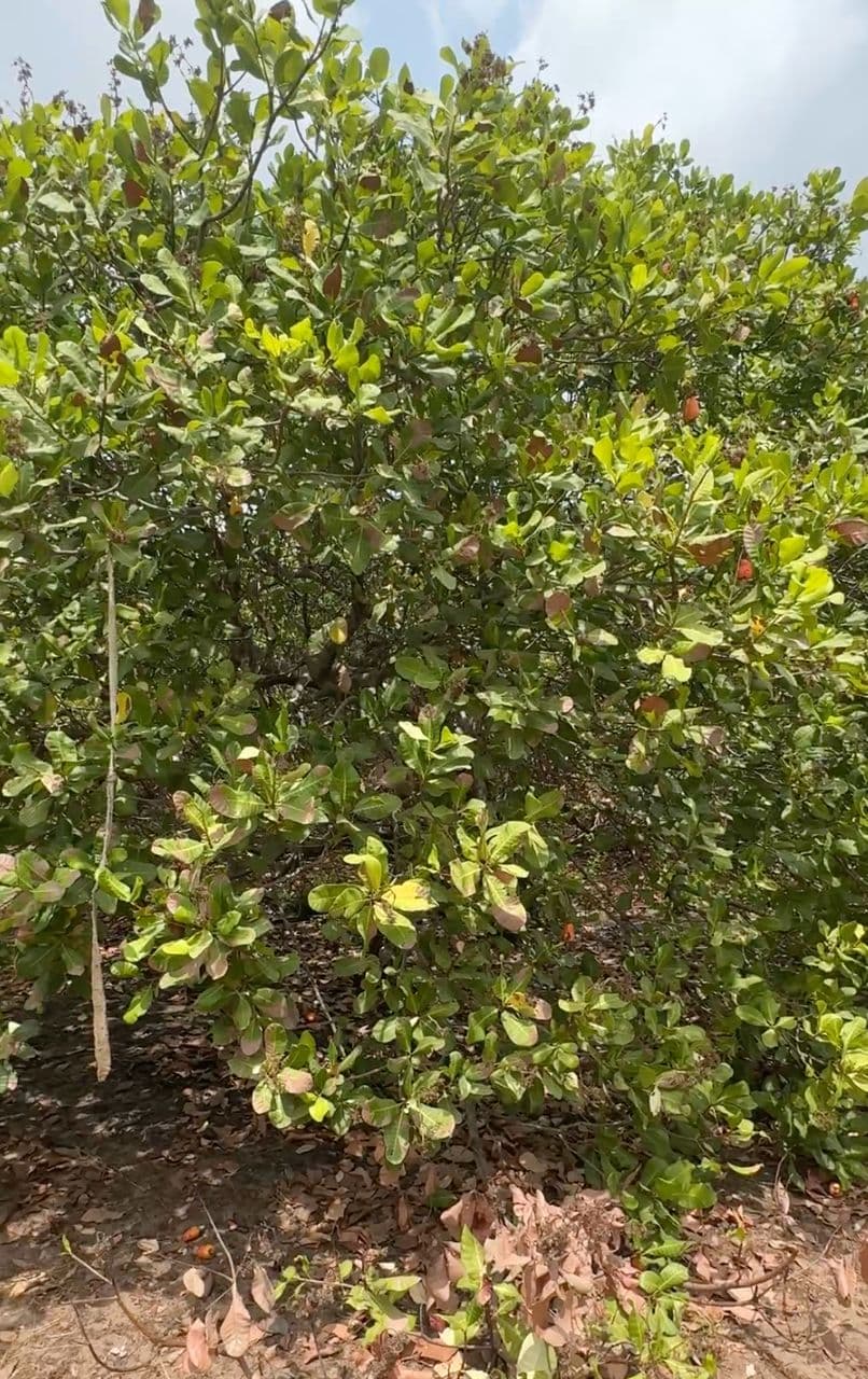 Ginakev Farms Gallery Image 4