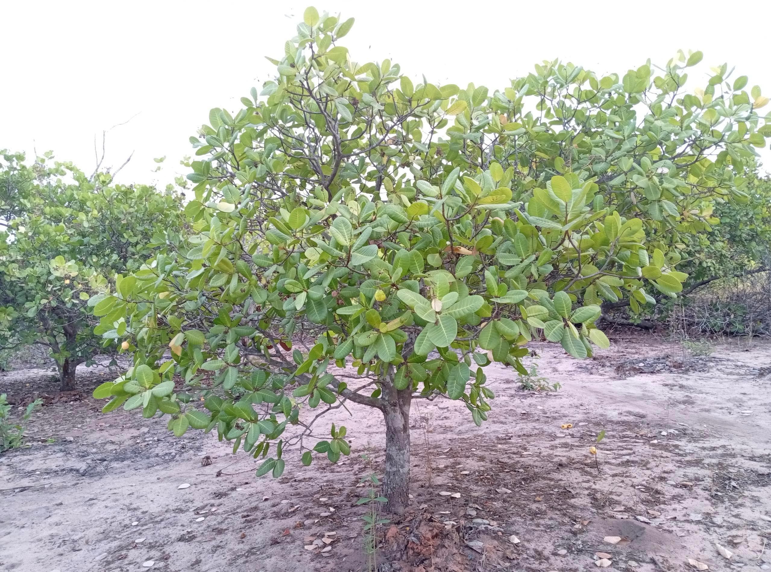 Achievement 2 Image 1